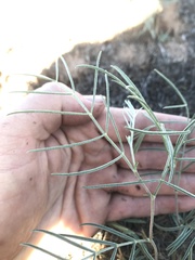 Astragalus ceramicus