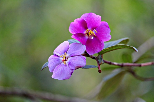 Andesanthus lepidotus (Humb. & Bonpl.) P.J.F.Guim. & Michelang.