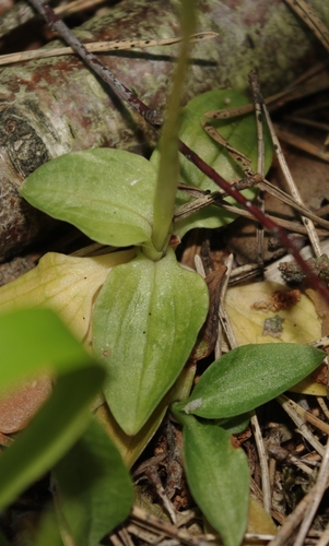 lesser rattlesnake plantain