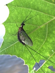 Ephemeridae
