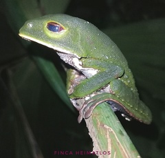 Phyllomedusa tarsius