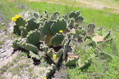 Opuntia huajuapensis
