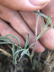 Astragalus ceramicus