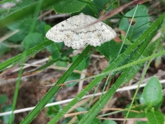 Gnophini