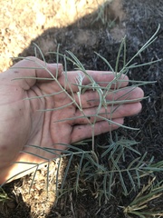 Astragalus ceramicus