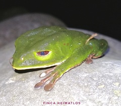 Phyllomedusa tarsius