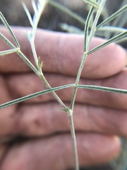 Astragalus ceramicus