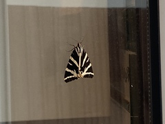 Euplagia quadripunctaria