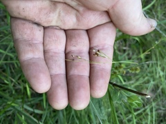 Rhynchospora rariflora