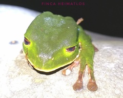 Phyllomedusa tarsius