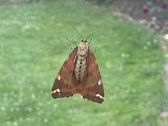 Euplagia quadripunctaria