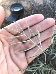 Astragalus ceramicus