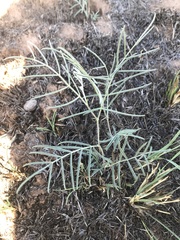 Astragalus ceramicus