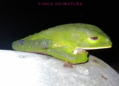 Phyllomedusa tarsius