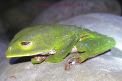 Phyllomedusa tarsius