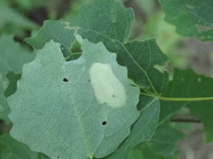 Phyllonorycter apparella