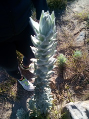 Syncarpha milleflora