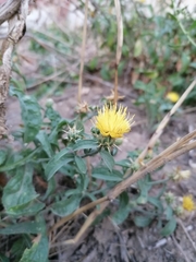 Centaurea sicula