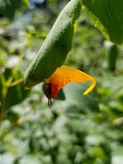 Impatiens capensis