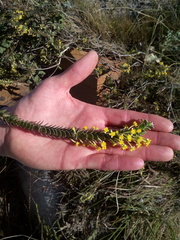 Struthiola argentea