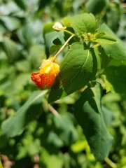 Impatiens capensis