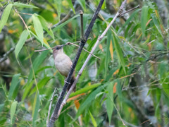 Phacellodomus rufifrons