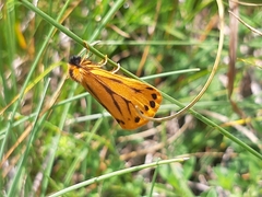 Setina aurita