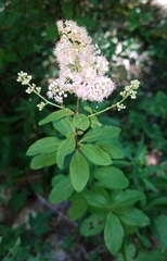 Spiraea alba latifolia