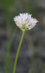 Allium geyeri