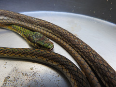 Leptophis ahaetulla marginatus