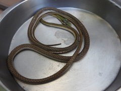 Leptophis ahaetulla marginatus