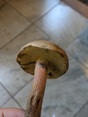 Butyriboletus appendiculatus