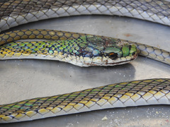 Leptophis ahaetulla marginatus