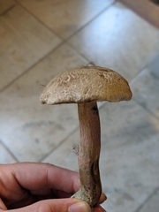 Butyriboletus appendiculatus