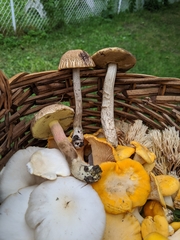 Butyriboletus appendiculatus