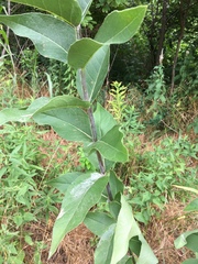 Silphium integrifolium laeve