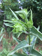 Silphium integrifolium laeve