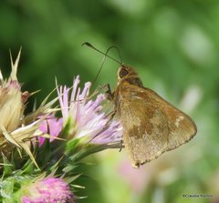 Cymaenes odilia