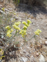 Eriogonum brevicaule
