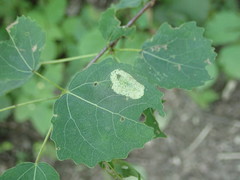Phyllonorycter apparella