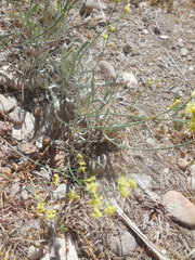 Eriogonum brevicaule