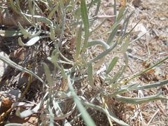 Eriogonum brevicaule