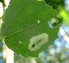 Phyllonorycter apparella