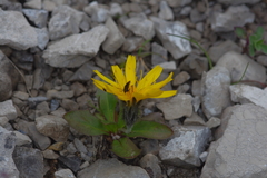 Scorzoneroides montana