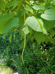 Catalpa