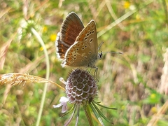 Aricia artaxerxes allous