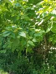 Catalpa