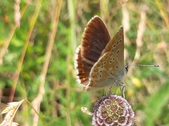 Aricia artaxerxes allous