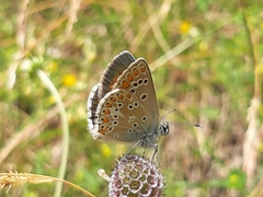 Aricia artaxerxes allous