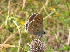 Aricia artaxerxes allous